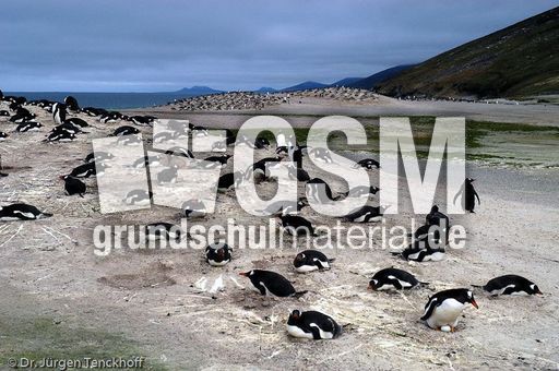 Eselspinguin (37 von 97).jpg